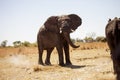 African elephants, Loxodon africana, in Bwabwata National Park , Namibia Royalty Free Stock Photo