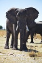 African elephants, Loxodon africana, in Bwabwata National Park , Namibia Royalty Free Stock Photo