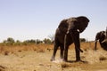 African elephants, Loxodon africana, in Bwabwata National Park , Namibia Royalty Free Stock Photo