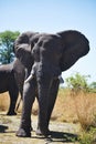 African elephants, Loxodon africana, in Bwabwata National Park , Namibia Royalty Free Stock Photo