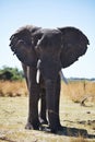 African elephants, Loxodon africana, in Bwabwata National Park , Namibia Royalty Free Stock Photo