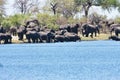 African elephants, Loxodon africana, in Bwabwata National Park , Namibia Royalty Free Stock Photo