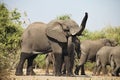 African elephants, Loxodon africana, in Chobe National Park, Botswana Royalty Free Stock Photo