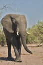 African elephants, Loxodon africana, in Chobe National Park, Botswana Royalty Free Stock Photo