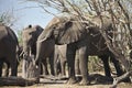 African elephants, Loxodon africana, in Chobe National Park, Botswana Royalty Free Stock Photo