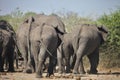 African elephants, Loxodon africana, in Chobe National Park, Botswana Royalty Free Stock Photo