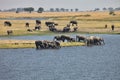 African elephants, Loxodon africana, in Chobe National Park, Botswana Royalty Free Stock Photo