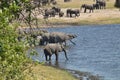 African elephants, Loxodon africana, in Chobe National Park, Botswana Royalty Free Stock Photo