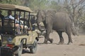 African elephants, Loxodon africana, in Chobe National Park, Botswana Royalty Free Stock Photo