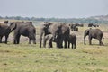 African elephants, Loxodon africana, in Chobe National Park, Botswana Royalty Free Stock Photo