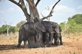 African elephants, Loxodon africana, in Chobe National Park, Botswana Royalty Free Stock Photo