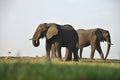 African elephants, Loxodon africana, in Chobe National Park, Botswana Royalty Free Stock Photo