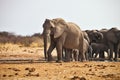 African elephants, Loxodon africana, drinking water at waterhole Etosha, Namibia Royalty Free Stock Photo