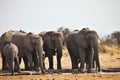 African elephants, Loxodon africana, drinking water at waterhole Etosha, Namibia Royalty Free Stock Photo