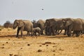 African elephants, Loxodon africana, runs a waterhole Etosha, Namibia Royalty Free Stock Photo