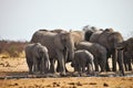 African elephants, Loxodon africana, runs a waterhole Etosha, Namibia Royalty Free Stock Photo