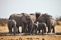 African elephants, Loxodon africana, runs a waterhole Etosha, Namibia Royalty Free Stock Photo