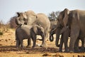 African elephants, Loxodon africana, runs a waterhole Etosha, Namibia Royalty Free Stock Photo