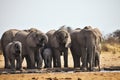 African elephants, Loxodon africana, runs a waterhole Etosha, Namibia Royalty Free Stock Photo