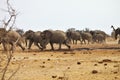 African elephants, Loxodon africana, runs a waterhole Etosha, Namibia Royalty Free Stock Photo