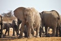 African elephants, Loxodon africana, a waterhole Etosha, Namibia Royalty Free Stock Photo