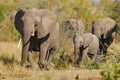 African Elephants (Loxodonta africana) Royalty Free Stock Photo