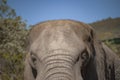 African Elephants Loxodonta Africana Royalty Free Stock Photo