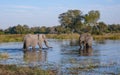 African Elephants Loxodonta africana Botswana Royalty Free Stock Photo