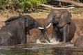 African Elephants - Chobe River - Botswana Royalty Free Stock Photo