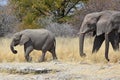 African elephants loxodonta africana in the Etosha National Park Royalty Free Stock Photo