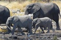 African elephants loxodonta africana in the Etosha National Park Royalty Free Stock Photo