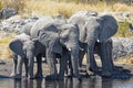 African elephants loxodonta africana in the Etosha National Park Royalty Free Stock Photo