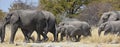 African elephants loxodonta africana in the Etosha National Park Royalty Free Stock Photo