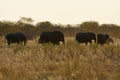 African Elephants Loxodonta africana in the Etosha National Park