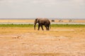 An African Elephants - Loxodonta Africana grazing in the wild at Aberdare National Park in Kenya Royalty Free Stock Photo