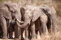 African Elephants (Loxodonta africana) Royalty Free Stock Photo