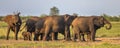 African Elephants (Loxodonta Africana) Matriarchal Female Family Group In Afternoon Sun On Savanna In Kruger National Park South