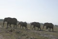 African Elephants Loxodonta Africana, Ndovu or Tembo and African sunset on the African Savanna. Royalty Free Stock Photo