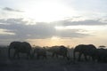 African Elephants Loxodonta Africana, Ndovu or Tembo and African sunset on the African Savanna. Royalty Free Stock Photo