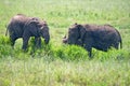 African elephants Royalty Free Stock Photo