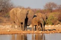 Elephants at waterhole, Etosha
