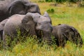 African elephants, Maasai Mara Game Reserve, Kenya Royalty Free Stock Photo