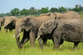 African elephants, Maasai Mara Game Reserve, Kenya Royalty Free Stock Photo