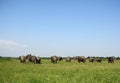 African elephants, Maasai Mara Game Reserve, Kenya Royalty Free Stock Photo