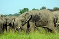 African elephants, Maasai Mara Game Reserve, Kenya Royalty Free Stock Photo