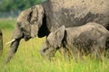 African elephants, Maasai Mara Game Reserve, Kenya Royalty Free Stock Photo