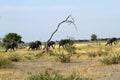 African Elephants on the Plains Royalty Free Stock Photo