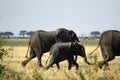 African Elephants Marching on the Plains Royalty Free Stock Photo