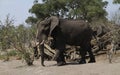 African Elephant eating minerals Royalty Free Stock Photo