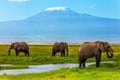 African elephants at Mount Kilimanjaro Royalty Free Stock Photo